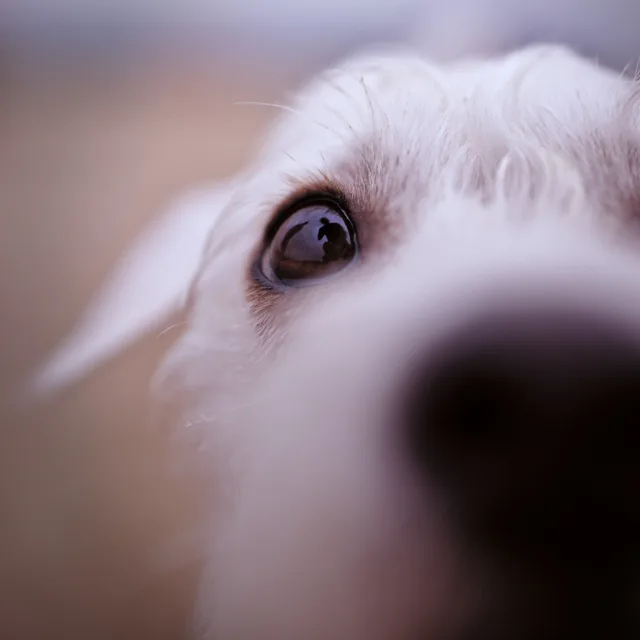 I like big mutts and I cannot lie