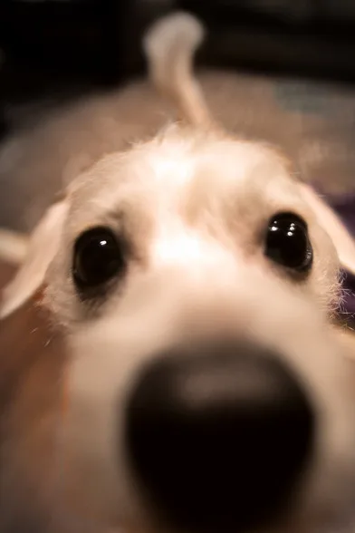 Barkley’s nose pressed very close to the camera
