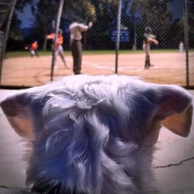 The back of Barkley’s head as he watches a baseball game