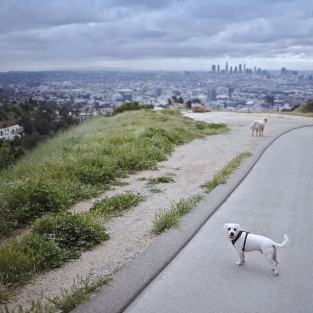 Barkley in his harness on the Runyon Canyon trail, with downtown Los Angeles behind him
