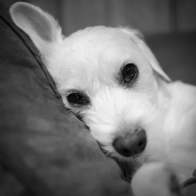 Black-and-white photo of Barkley resting his head on the couch