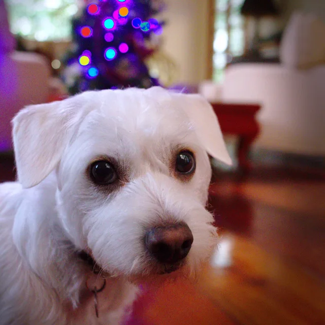 Barkley at home in front of a Christmas tree